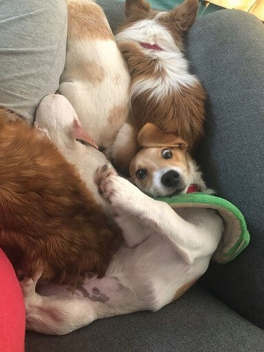 About Fix Long Beach Pets